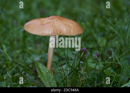 Edible mushroom Hymenopellis radicata or Xerula radicata on a mountain meadow. Known as deep root mushroom or rooting shank. Wild mushroom in grass. Stock Photo