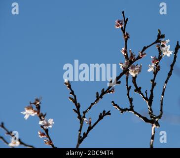 Prunus x subhirtella 'Autumnalis' Stock Photo