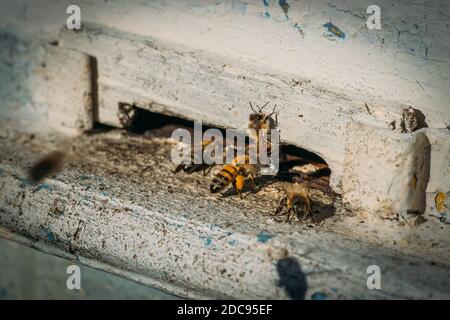 Bees fly and out at beehive in November month, global warming, climate change, macro shot close up. Honey bees on home apiary, apiculture concept. Stock Photo