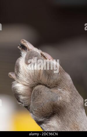 A close up look at the underside of the back dirty dog paw pad, during the day. Stock Photo