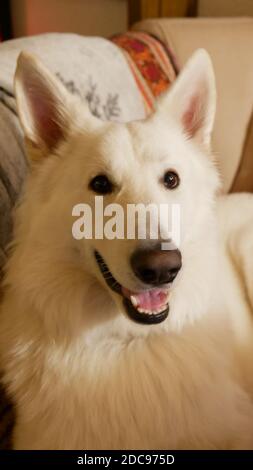 White shepherd dog (Berger Blanc Suisse) looking cheerful and happy while lying in the couch Stock Photo