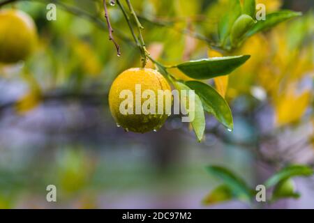 Rain Tree Example Rain-soaked golden rain tree leaves carpet the ground at Chuxiu Garden ...