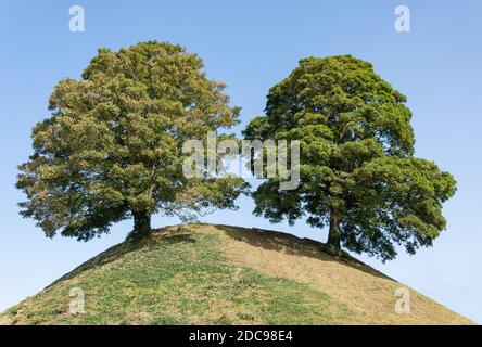 Trees on Castle Mound, Oxford Castle Quarter, Castle Street, Oxford, Oxfordshire, England, United Kingdom