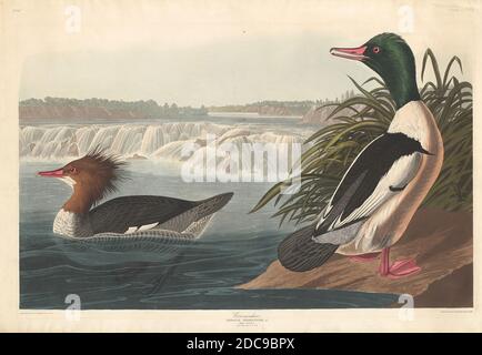 Robert Havell, Jr., (artist), American, born England, 1793 - 1878, John James Audubon, (artist after), American, 1785 - 1851, Goosander, The Birds of America: Plate CCCXXXI, (series), 1836, hand-colored engraving and aquatint on Whatman wove paper Stock Photo