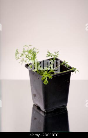 coriander seedling plants in a black pot on a white background Stock Photo