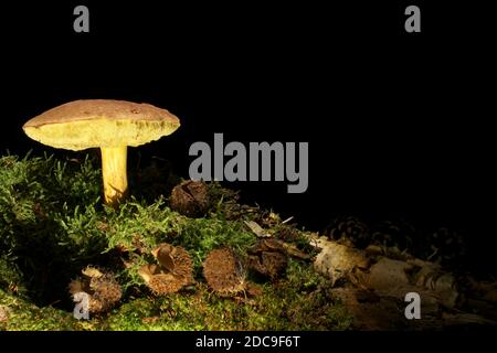 Suede bolete mushroom on the dark background. Latin name Boletus subtomentosus. Eldible species with great taste quality. Grows in autumn. Stock Photo