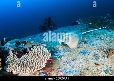 Kuhl's Stingray on a dark tropical coral reef Stock Photo