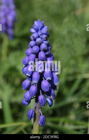 Blue grape hyacinth, Muscari armeniacum, flowers on a spike with white margins to the florets and with a blurred green background. Stock Photo