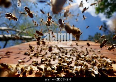17.05.2019, Berlin, Berlin, Germany - Honey bees approaching their beehive. 00S190517D600CAROEX.JPG [MODEL RELEASE: NOT APPLICABLE, PROPERTY RELEASE: Stock Photo