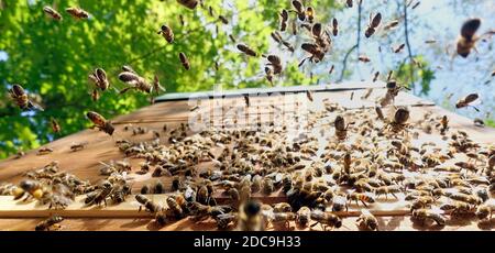 17.05.2019, Berlin, Berlin, Germany - Honey bees approaching their hive. 00S190517D596CAROEX.JPG [MODEL RELEASE: NOT APPLICABLE, PROPERTY RELEASE: NO Stock Photo