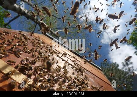 17.05.2019, Berlin, Berlin, Germany - Honey bees approaching their hive. 00S190517D602CAROEX.JPG [MODEL RELEASE: NOT APPLICABLE, PROPERTY RELEASE: NO Stock Photo