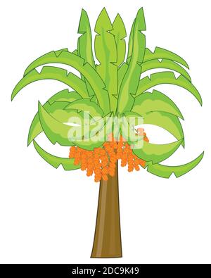 Vector illustration of the palm with fruit date Stock Vector