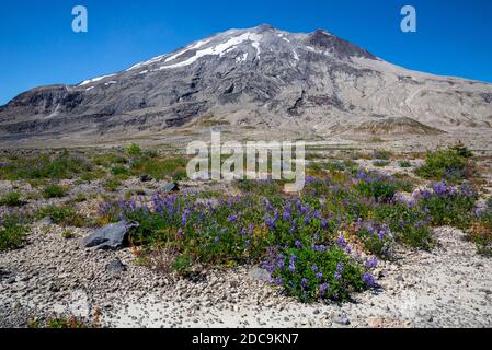 WA18307-00...WASHINGTON - Lupine blooming along the Loowit Trail on the Plaines of Abraham in Mount St. Helens National Volcanic Monument. Stock Photo