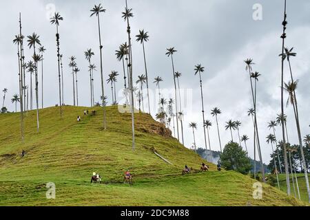 World's tallest palm trees in Cocora Vallery, Colombia Stock Photo