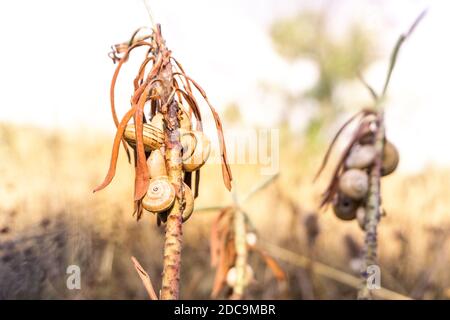 Macro photo of small snail shells on dry grass