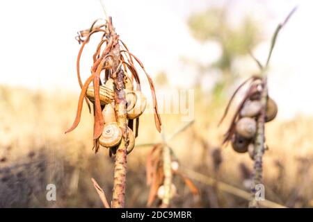 Macro photo of small snail shells on dry grass Stock Photo