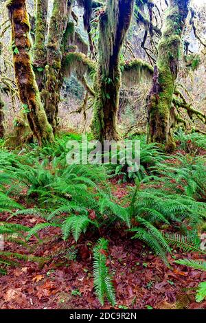 WA17907-00....WASHINGTON - Maple Grove in the Hoh Rain Forest of Olympic National Park. Stock Photo