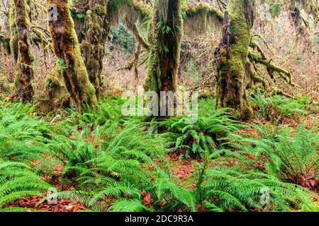 WA17908-00....WASHINGTON - Maple Grove in the Hoh Rain Forest of Olympic National Park. Stock Photo
