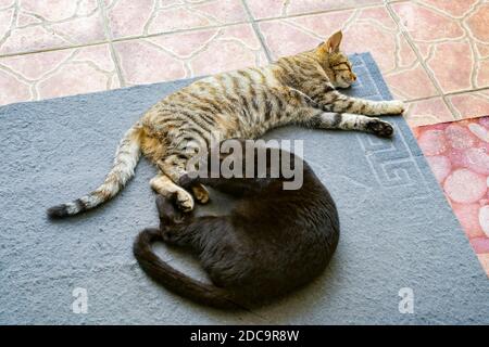 Two domestic cats sleeping on the carpet Stock Photo