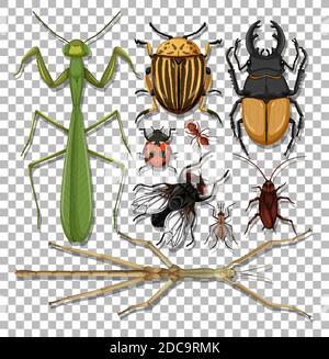 Set of different insects on transparent background illustration Stock Vector