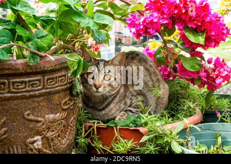 Domestic cat resting on a flower pot in the garden Stock Photo
