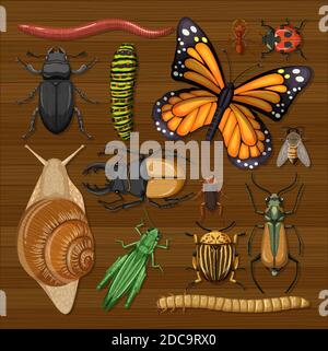 Set of different insects in wooden frame background illustration Stock ...