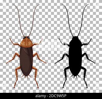 Cockroach with its silhouette isolated on transparent background illustration Stock Vector