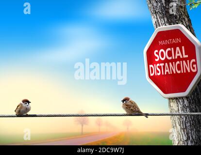 Birds practicing social distancing. Coronavirus awareness theme concept with humor.