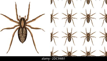 Spider insects isolated on white background and seamless illustration Stock Vector