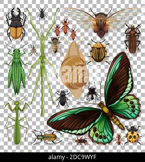 Set of different insects on transparent background illustration Stock Vector