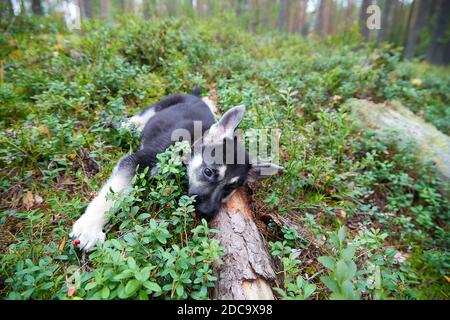Small German shepherd puppy in green grass in a day. Baby animal walks on nature at a summer Stock Photo