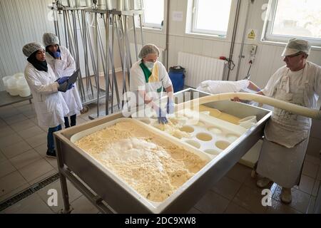 Workers preparing raw milk for cheese production Stock Photo