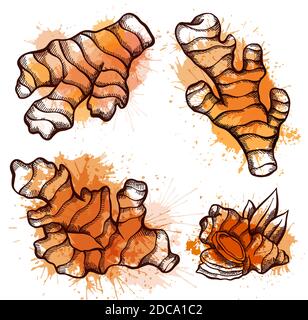 Set of sketch of ginger roots with watercolor splashes on a white background. Engraving illustration with hatching. Healthy food. Vector object for me Stock Vector