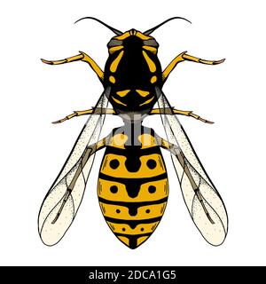 Colored sketch of a wasp with a top view on a white background. Flying insect. Vector object for stickers, badges, articles and your creativity. Stock Vector