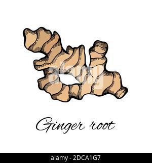 Color sketch of ginger root with the inscription on a white background. Engraving illustration with hatching. Healthy food. Vector object for menus, a Stock Vector