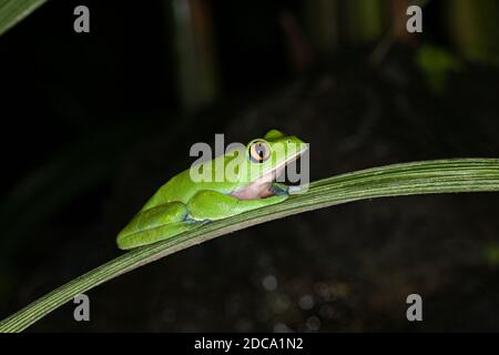 The Blue-sided Leaf Frog, Yellow-eyed or Orange-eyed Tree Frog, Agalychnis annae, is an endangered species of nocturnal frog in Costa Rica. Stock Photo