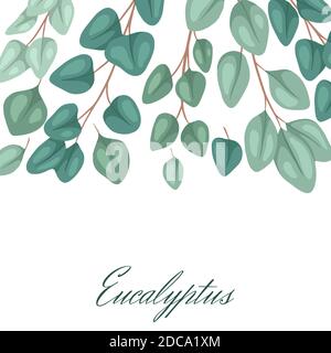 Square postcard with flat eucalyptus with place for text. Botanical color illustration of eucalyptus populus. Vector color template for invitation, gr Stock Vector