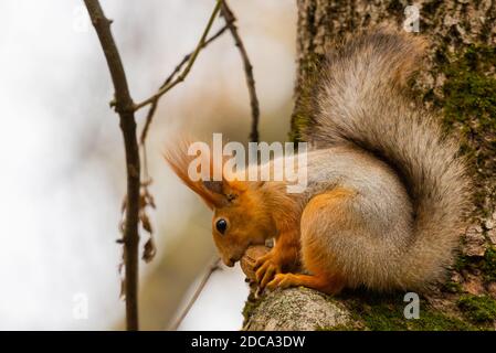 Squirrel in autumn park forest. Squirrel with nuts in autumn forest park scene. Autumn squirrel portrait. Squirrel in autumn park view Stock Photo