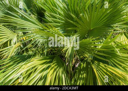 Palm leaves texture decoration resource with shadow. Stock Photo