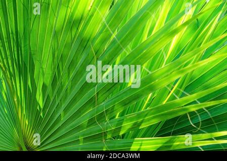 Palm leaves texture decoration resource with shadow. Stock Photo