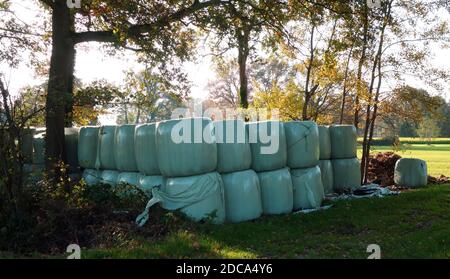 Agricultural landscape with stacks of hay rolls in blue-green plastic. Cereal bale of hay wrapped in foil. Grass harvesting. Season Stock Photo