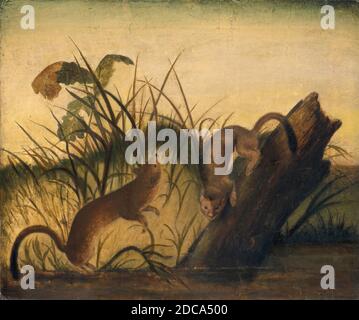 Anonymous Artist, (painter), John James Audubon, (related artist), American, 1785 - 1851, Long-Tailed Weasel, c. 1845, oil on canvas, overall: 51.2 x 61.5 cm (20 3/16 x 24 3/16 in.), framed: 57.8 x 68 x 1.9 cm (22 3/4 x 26 3/4 x 3/4 in Stock Photo
