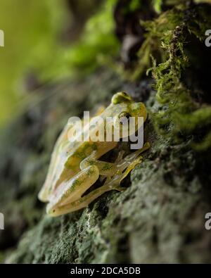 The Reticulated Glass Frog, Hyalinobatrachium valerioi, is a nocturnal frog found in the rainforests in Costa Rica, Panama, Colombia and Ecuador. Stock Photo