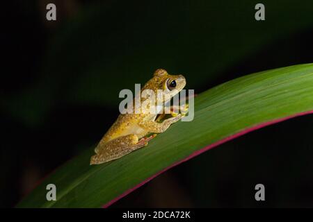 Scarlet-webbed tree frog (Boana rufitela), Cahuita National Park, Costa ...