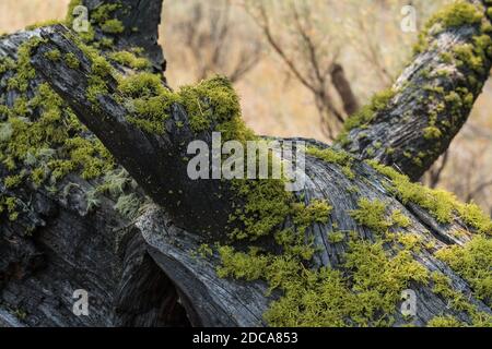 Wolf lichen, a filamentous lichen, commonly grows on the bark of both living and dead conifers in Yellowstone National Park, Wyoming, USA. Stock Photo