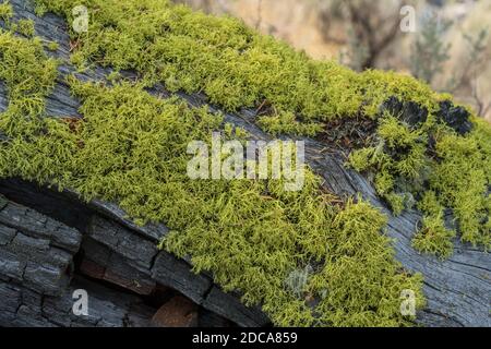 Wolf lichen, a filamentous lichen, commonly grows on the bark of both living and dead conifers in Yellowstone National Park, Wyoming, USA. Stock Photo