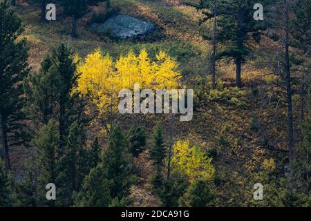 Brilliant yellow aspen trees in fall color amid the lodgepole pines in the mountains in Yellowstone National Park in Wyoming, USA. Stock Photo