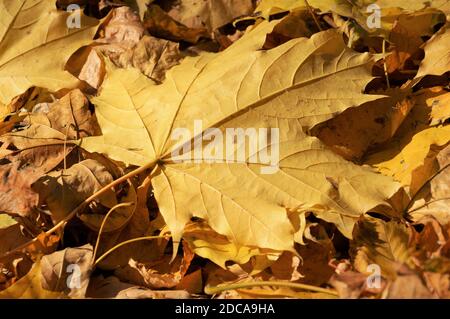 two fallen maple leaves in the foreground Stock Photo