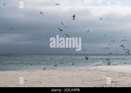Birds at the beach of the Baltic Sea. Gdansk, Poland. Stock Photo