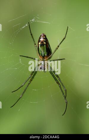 Green Spider Stock Photo